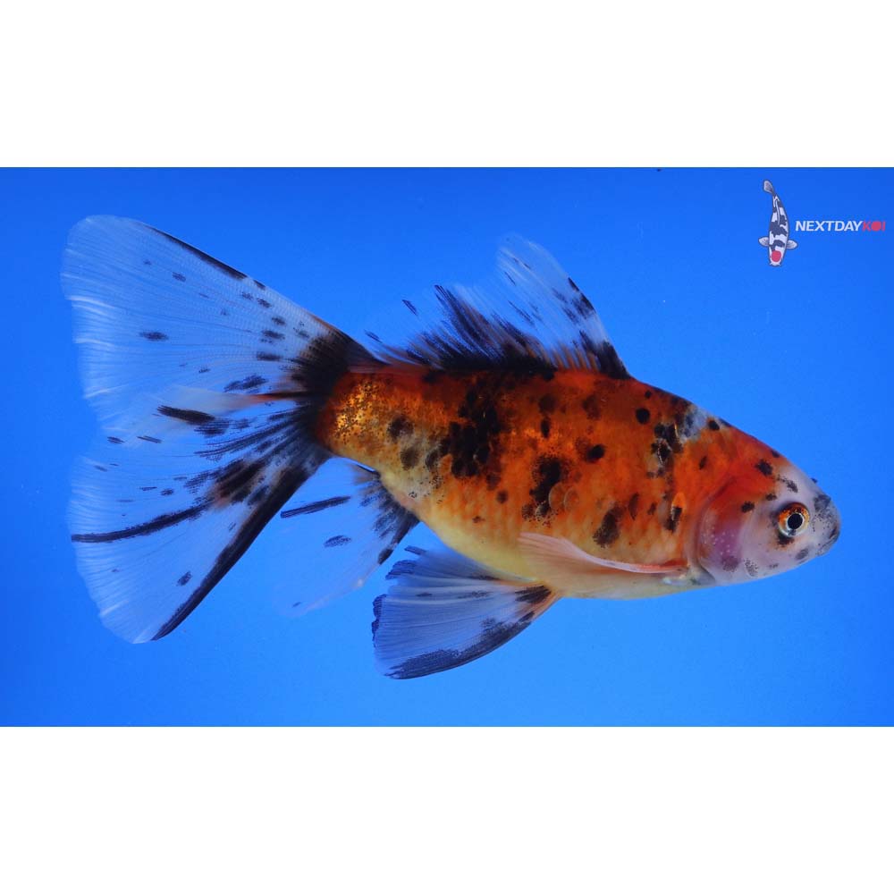 5.5” Imported Male Bristol Shubunkin