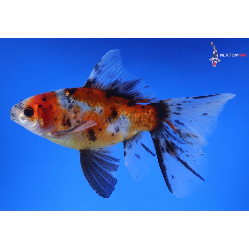 5.5” Imported Male Bristol Shubunkin