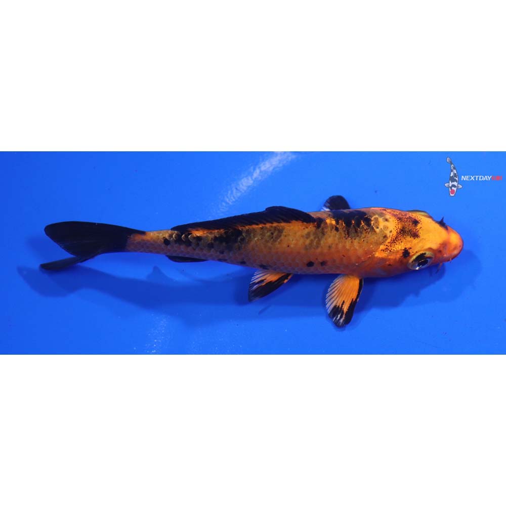 3.5” Imported Kin Aka Bekko