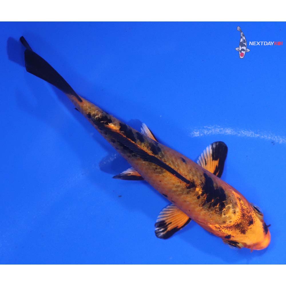 3.5” Imported Kin Aka Bekko