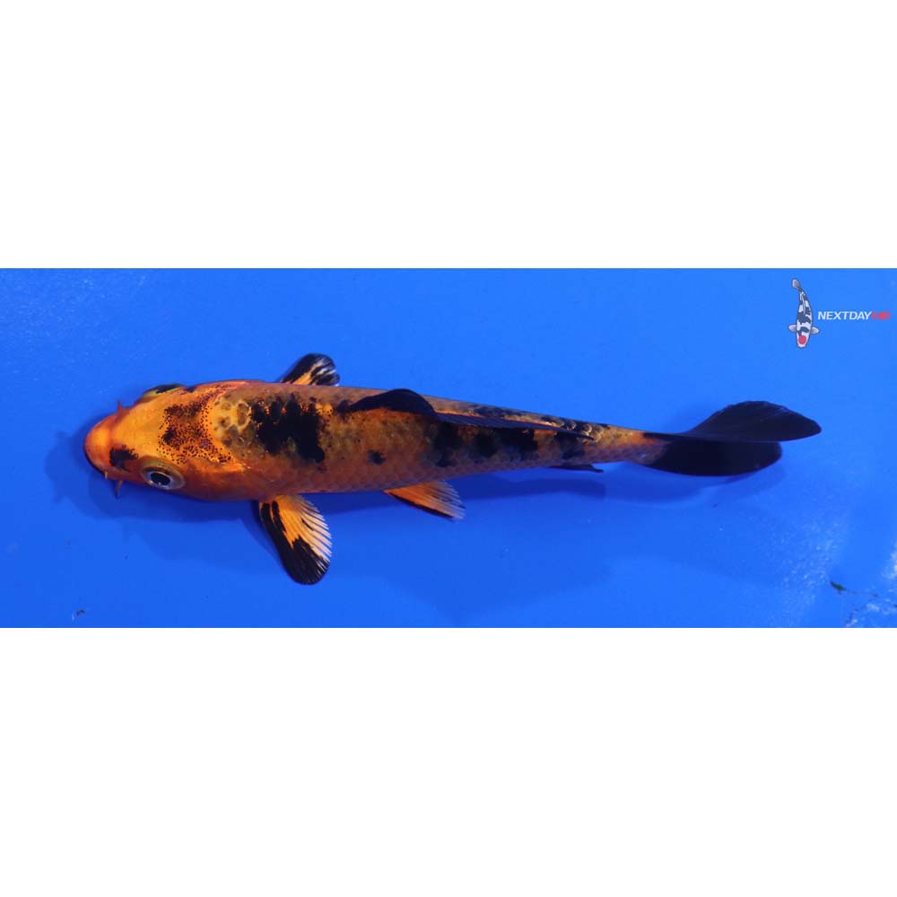 3.5” Imported Kin Aka Bekko