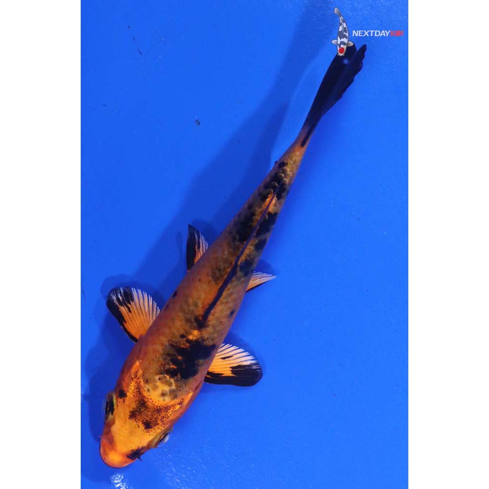 3.5” Imported Kin Aka Bekko