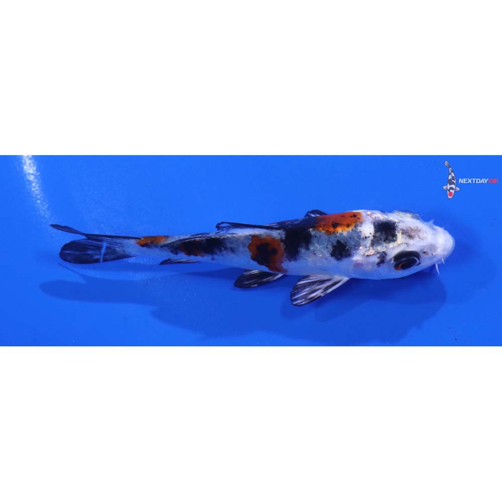 3.5” Imported Yamato Nishiki