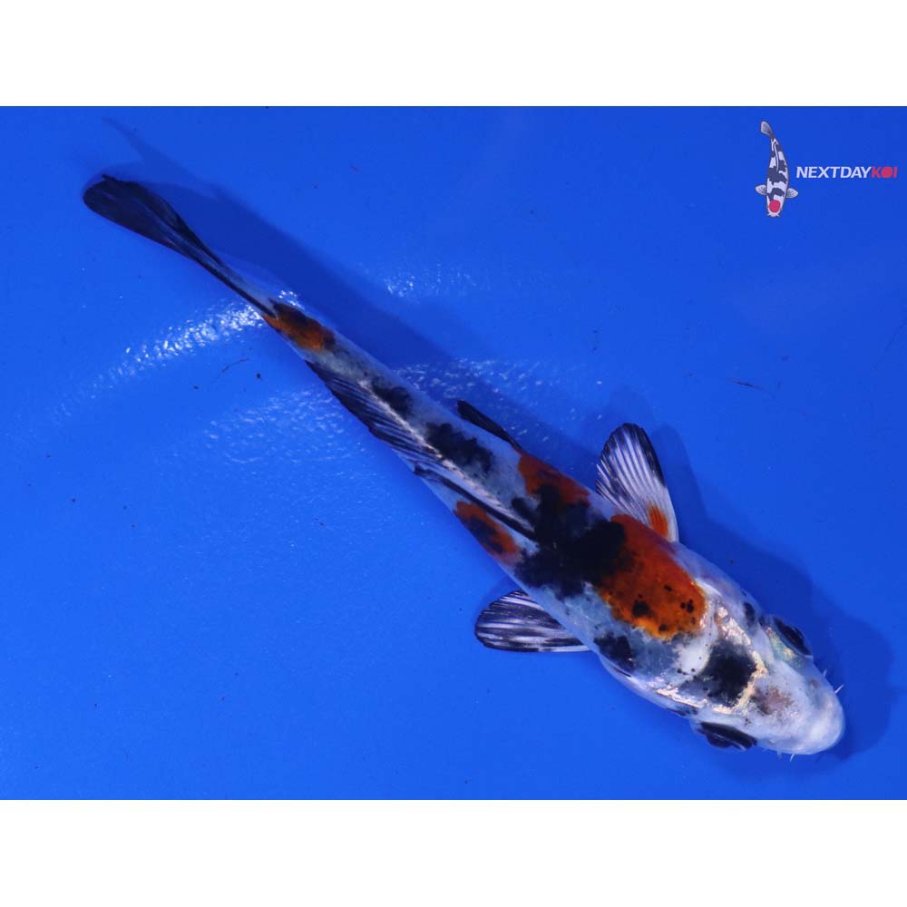 3.5” Imported Yamato Nishiki