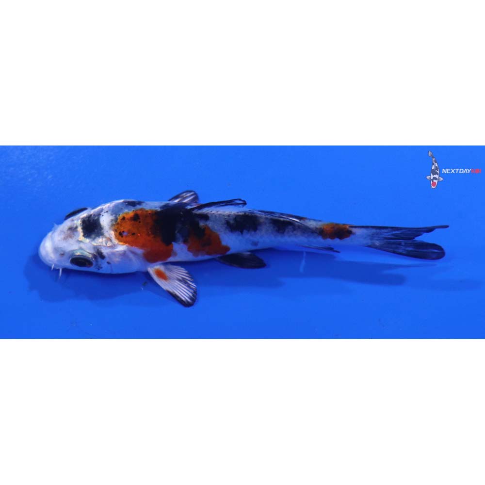 3.5” Imported Yamato Nishiki