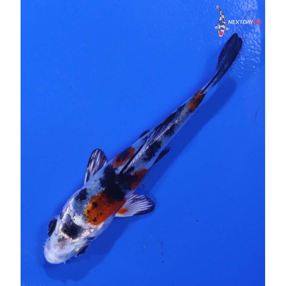 3.5” Imported Yamato Nishiki