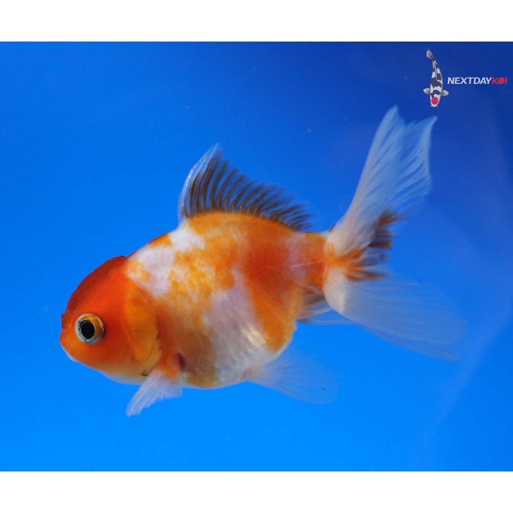 3” Imported Red and White Oranda