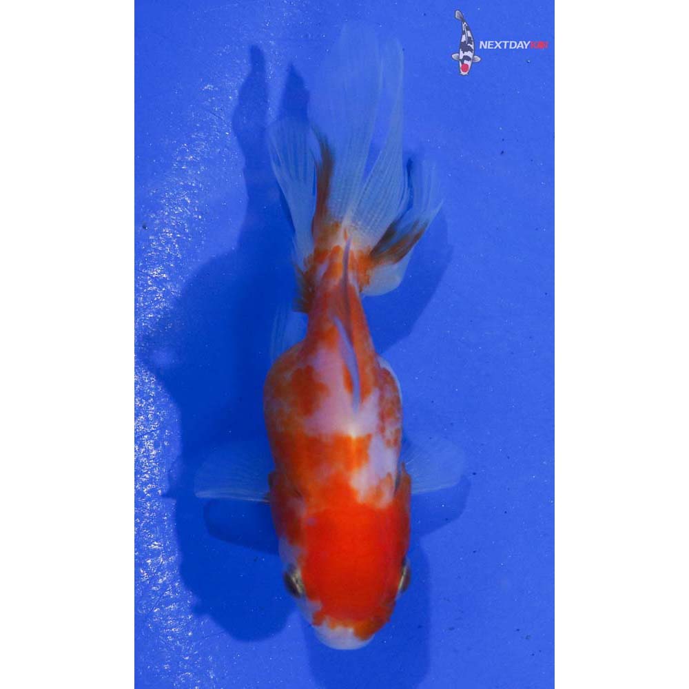3” Imported Red and White Oranda