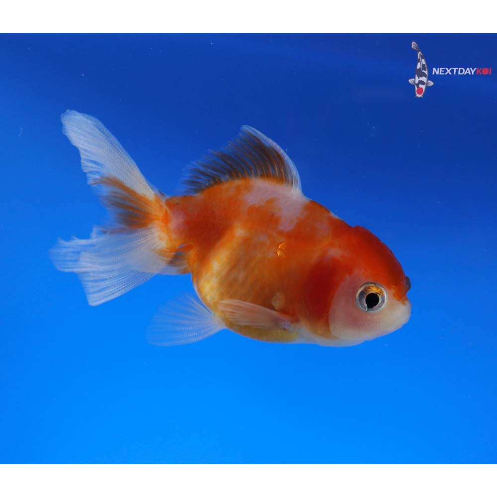 3” Imported Red and White Oranda