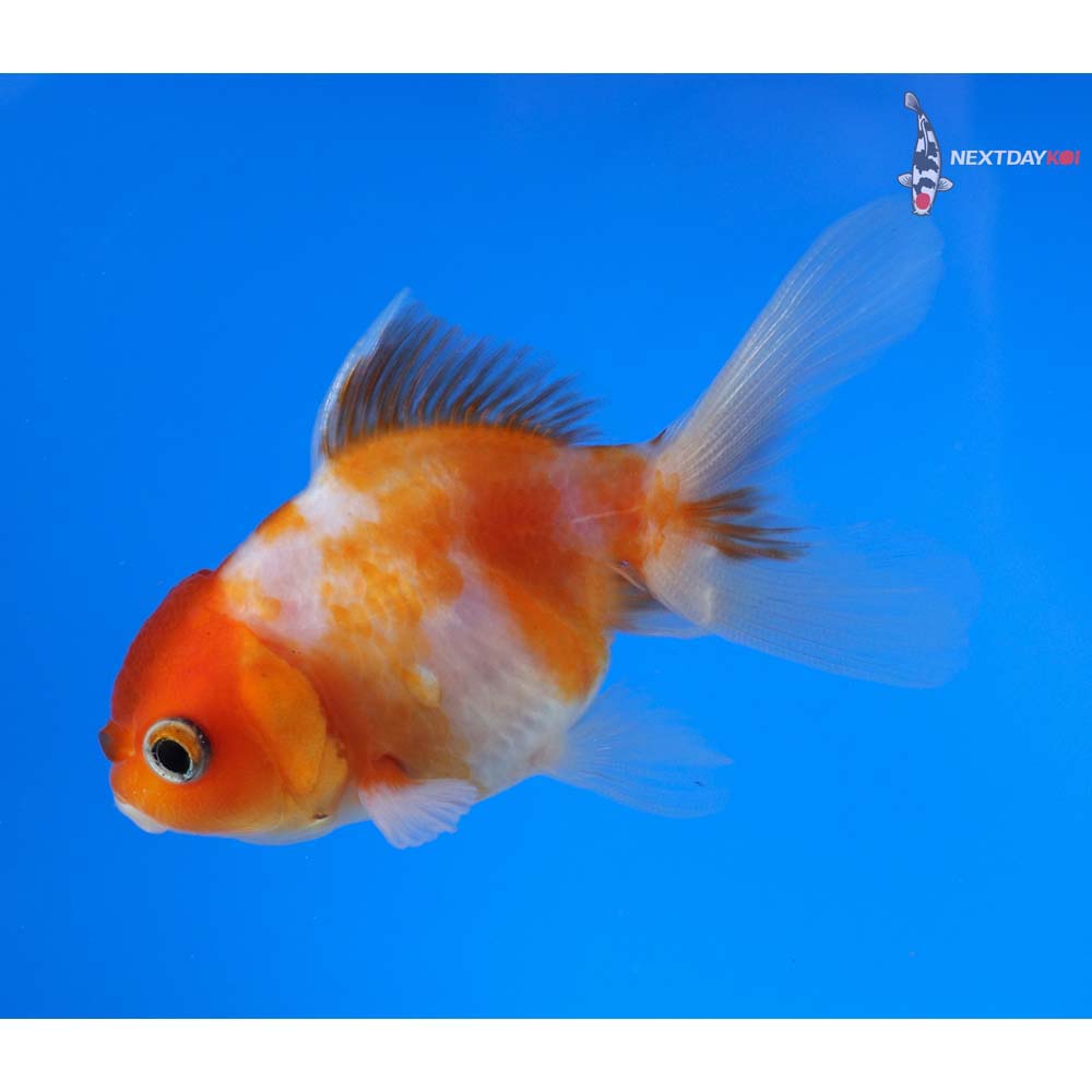 3” Imported Red and White Oranda