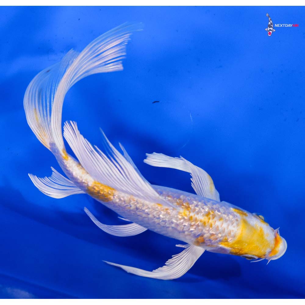7” Imported Gin Rin Lemon Hariwake Butterfly Koi