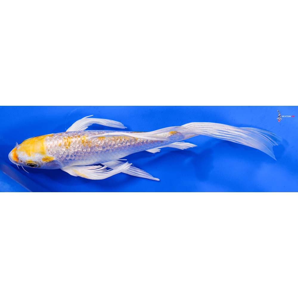 7” Imported Gin Rin Lemon Hariwake Butterfly Koi