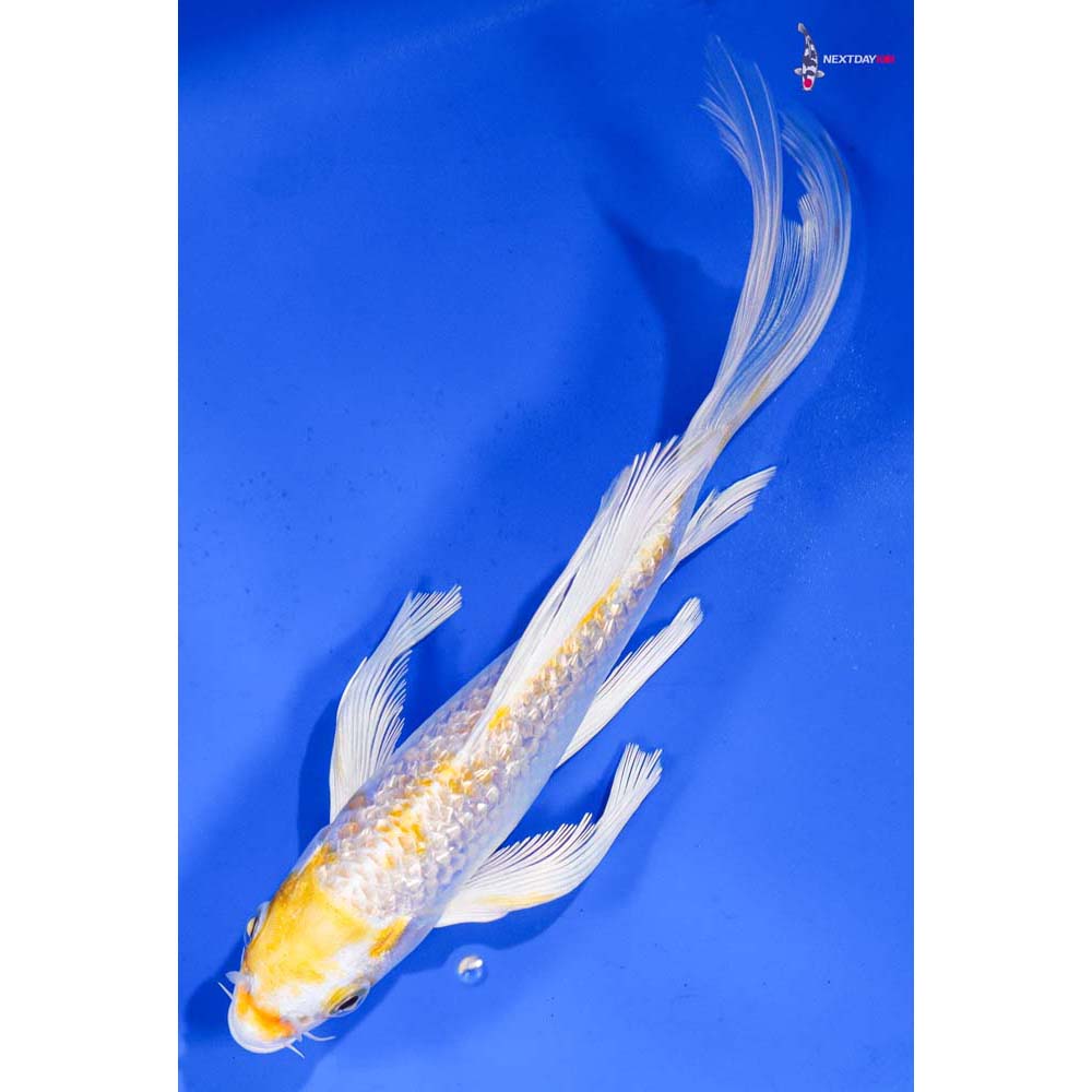 7” Imported Gin Rin Lemon Hariwake Butterfly Koi