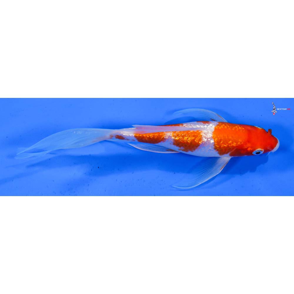 6.5” Imported Gin Rin Kohaku Butterfly Koi