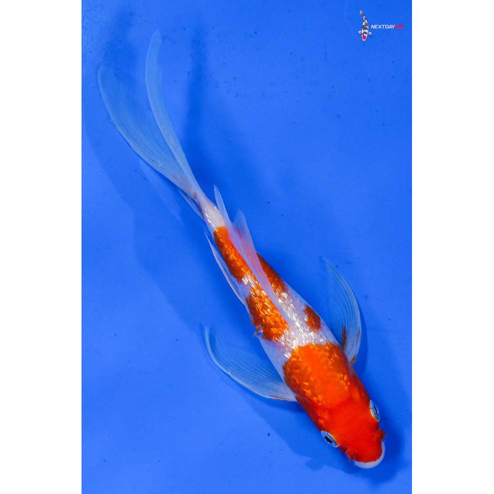 6.5” Imported Gin Rin Kohaku Butterfly Koi