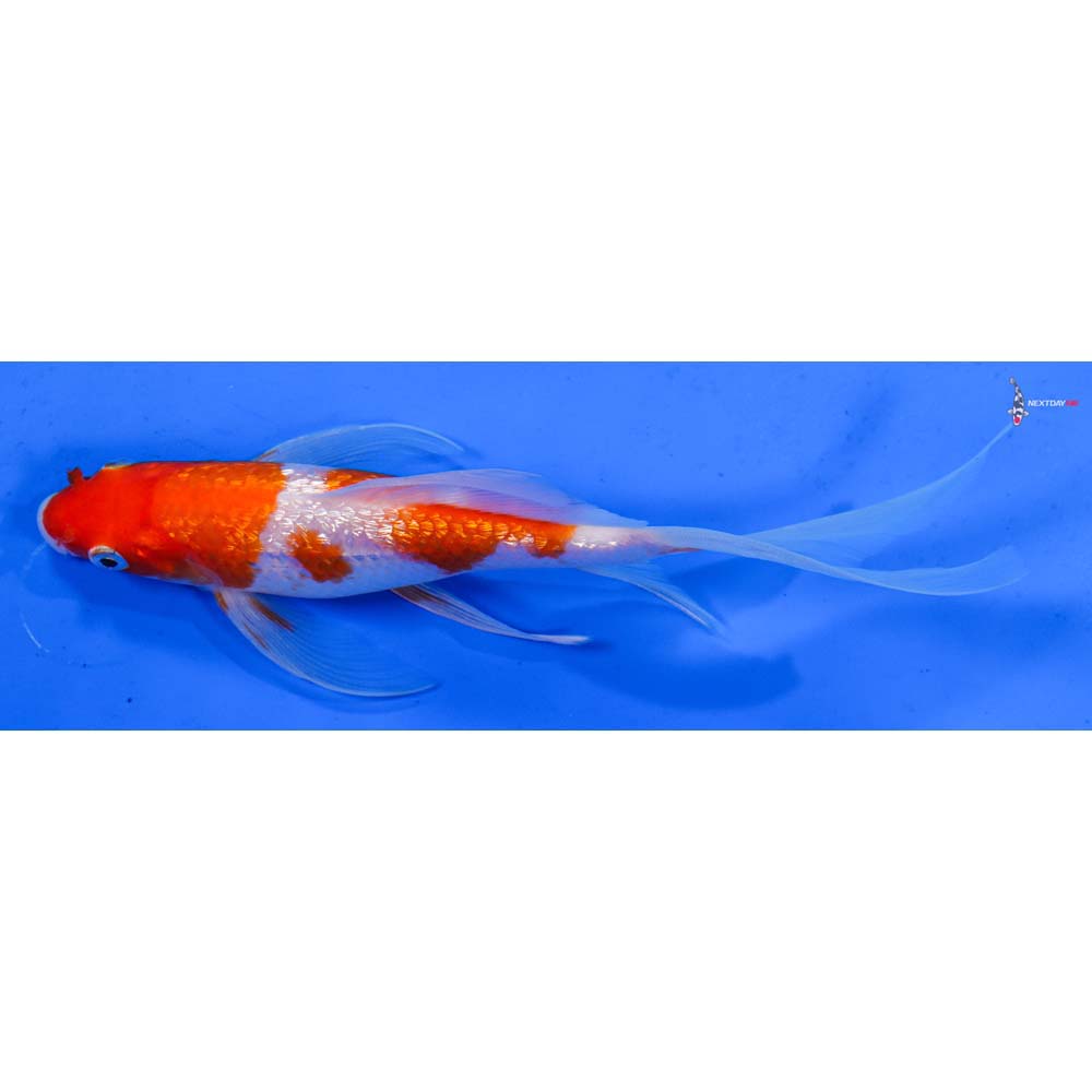 6.5” Imported Gin Rin Kohaku Butterfly Koi