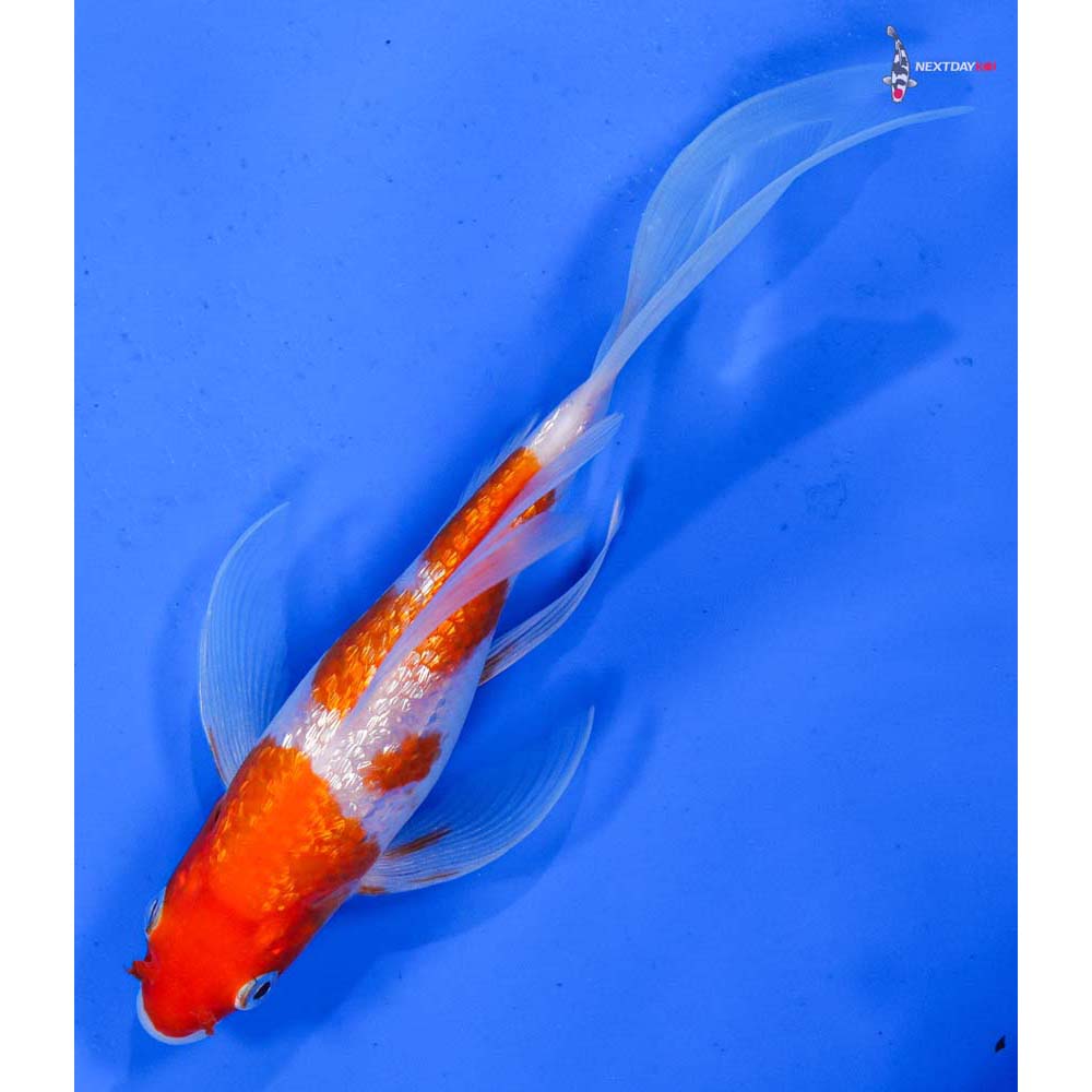 6.5” Imported Gin Rin Kohaku Butterfly Koi