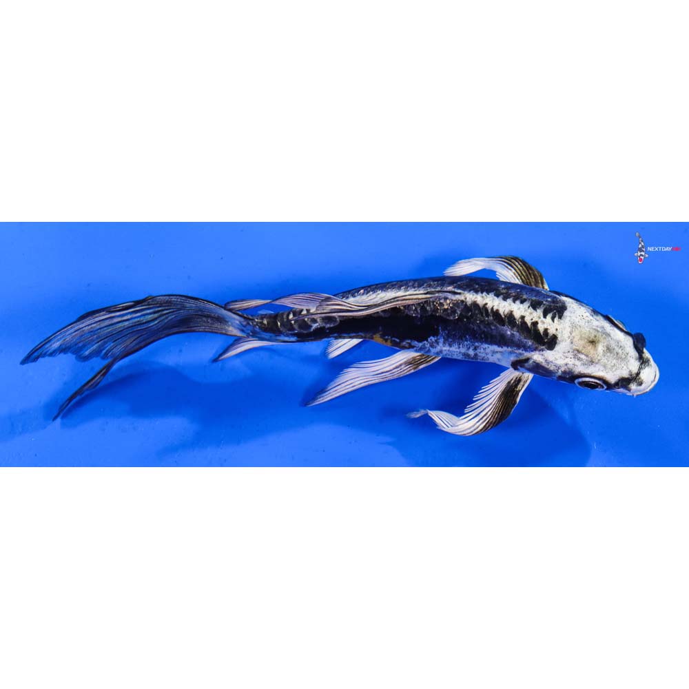 6” Imported Kikokuryu Butterfly Koi