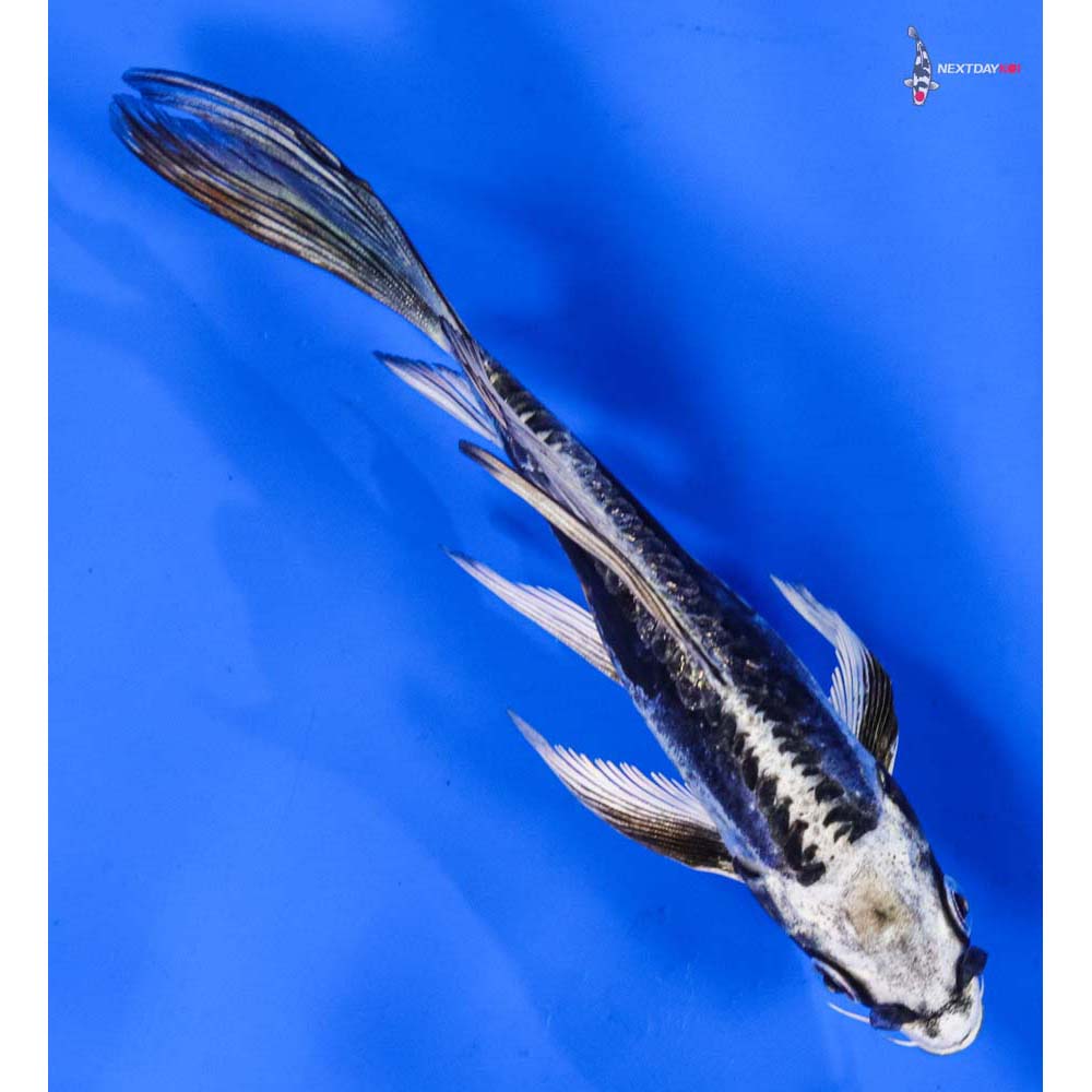 6” Imported Kikokuryu Butterfly Koi