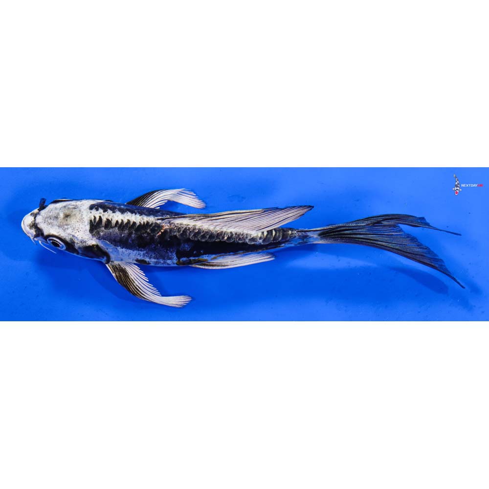 6” Imported Kikokuryu Butterfly Koi