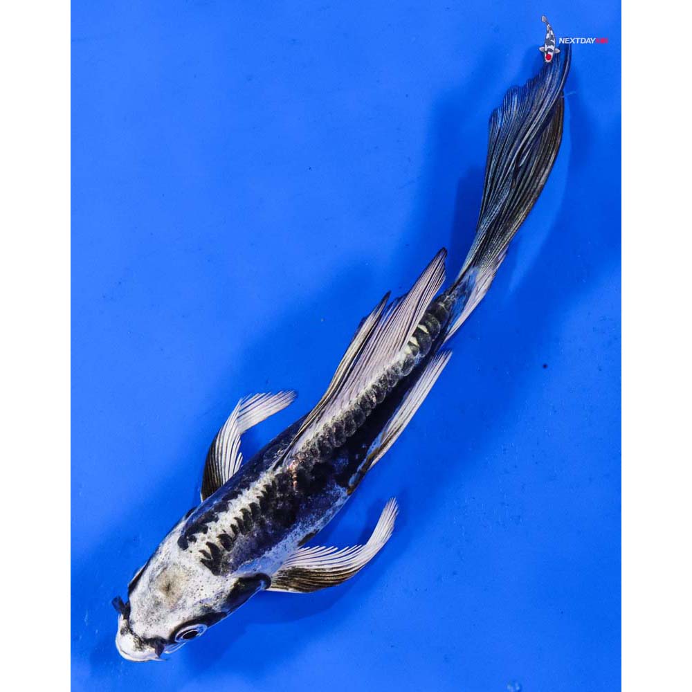6” Imported Kikokuryu Butterfly Koi
