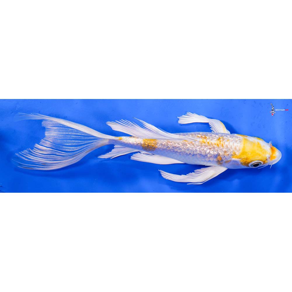 7” Imported Gin Rin Lemon Hariwake Butterfly Koi