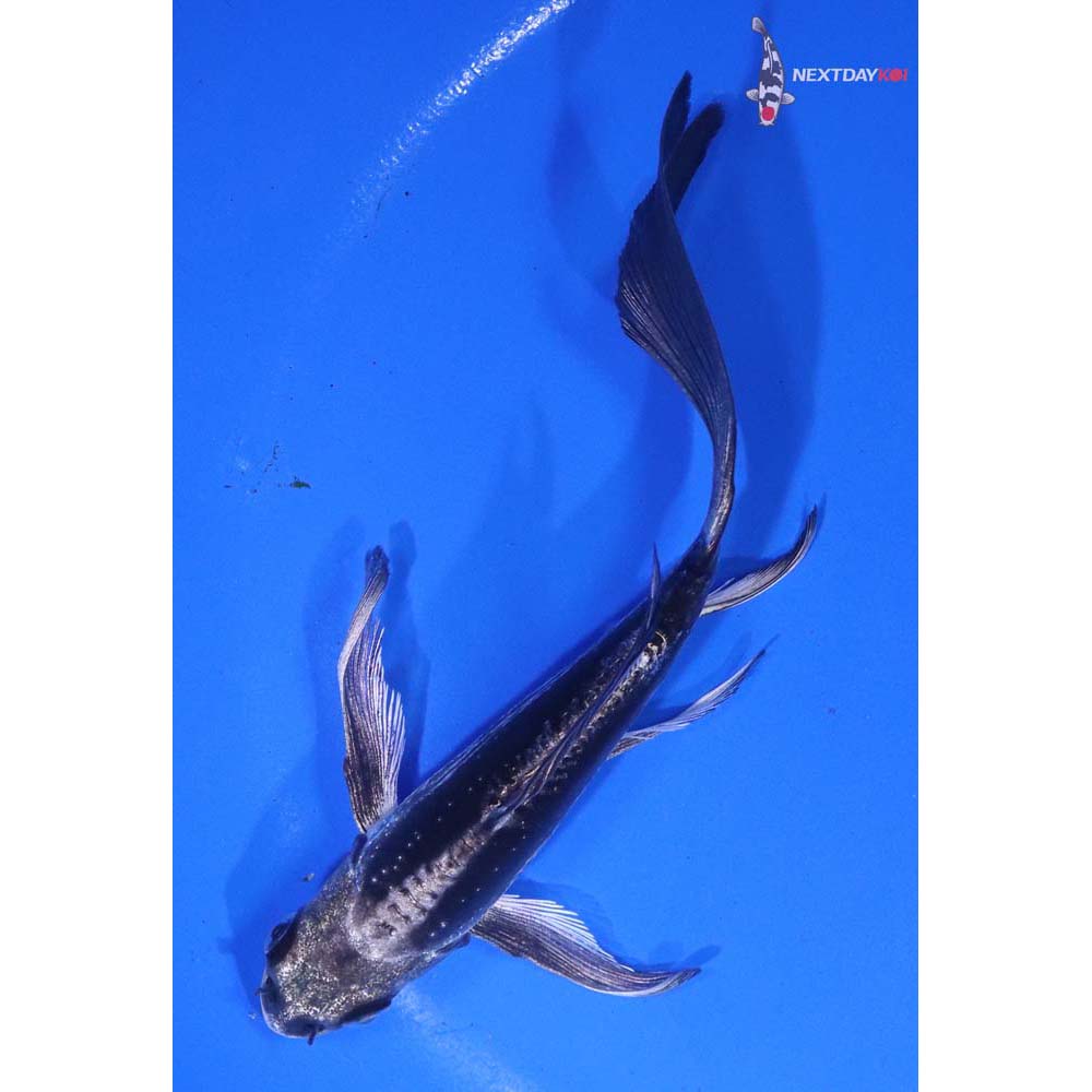 5” Imported Kikokuryu Butterfly Koi