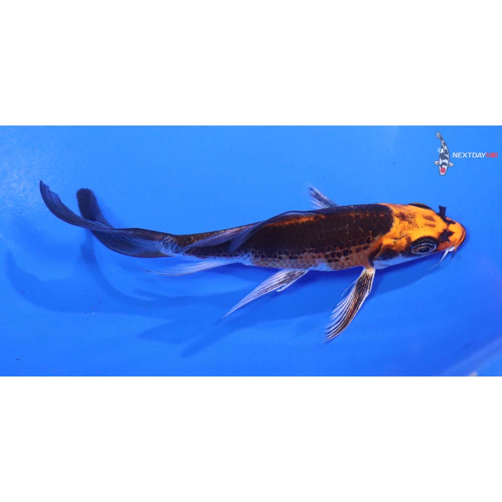 5” Imported Kujaku Butterfly Koi