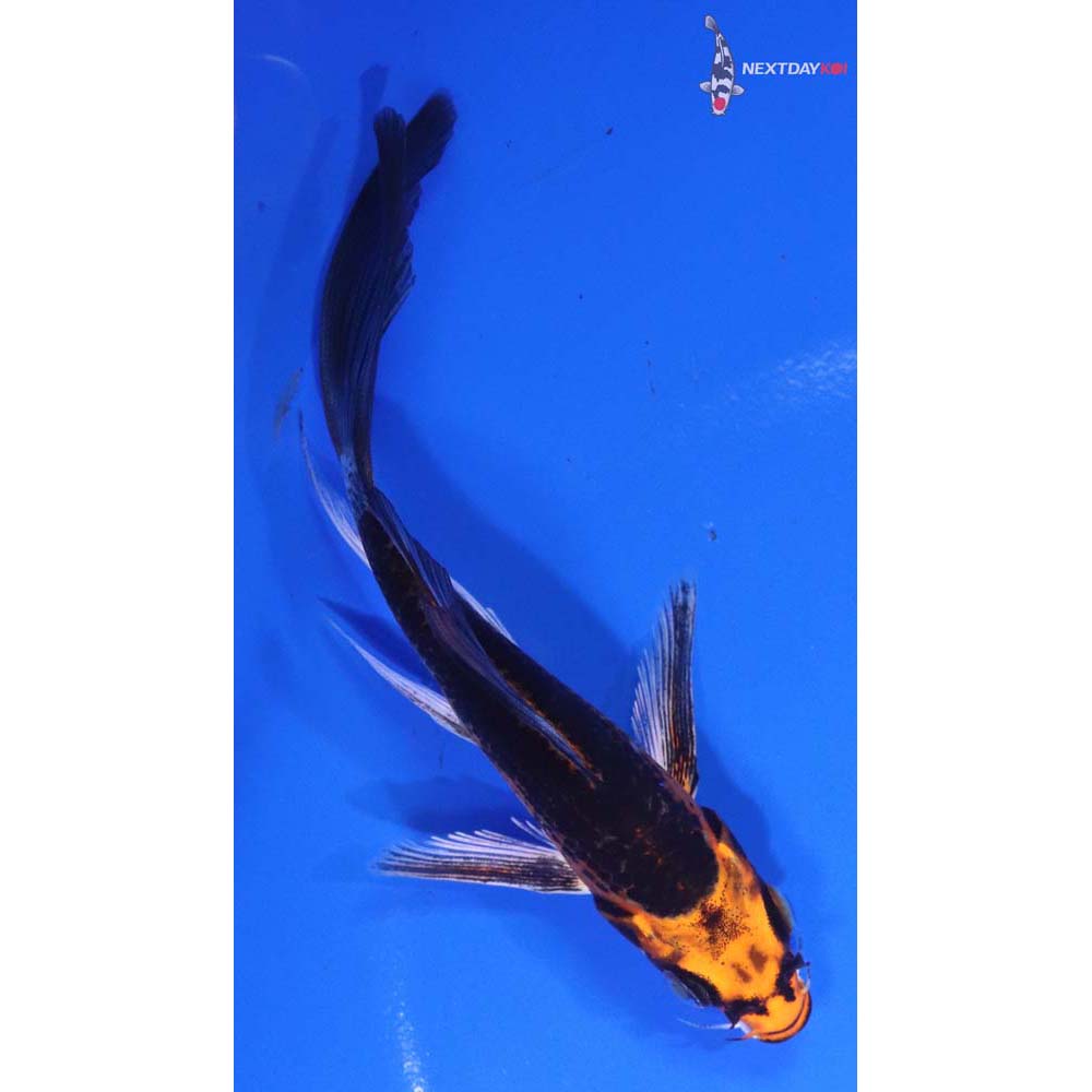 5” Imported Kujaku Butterfly Koi