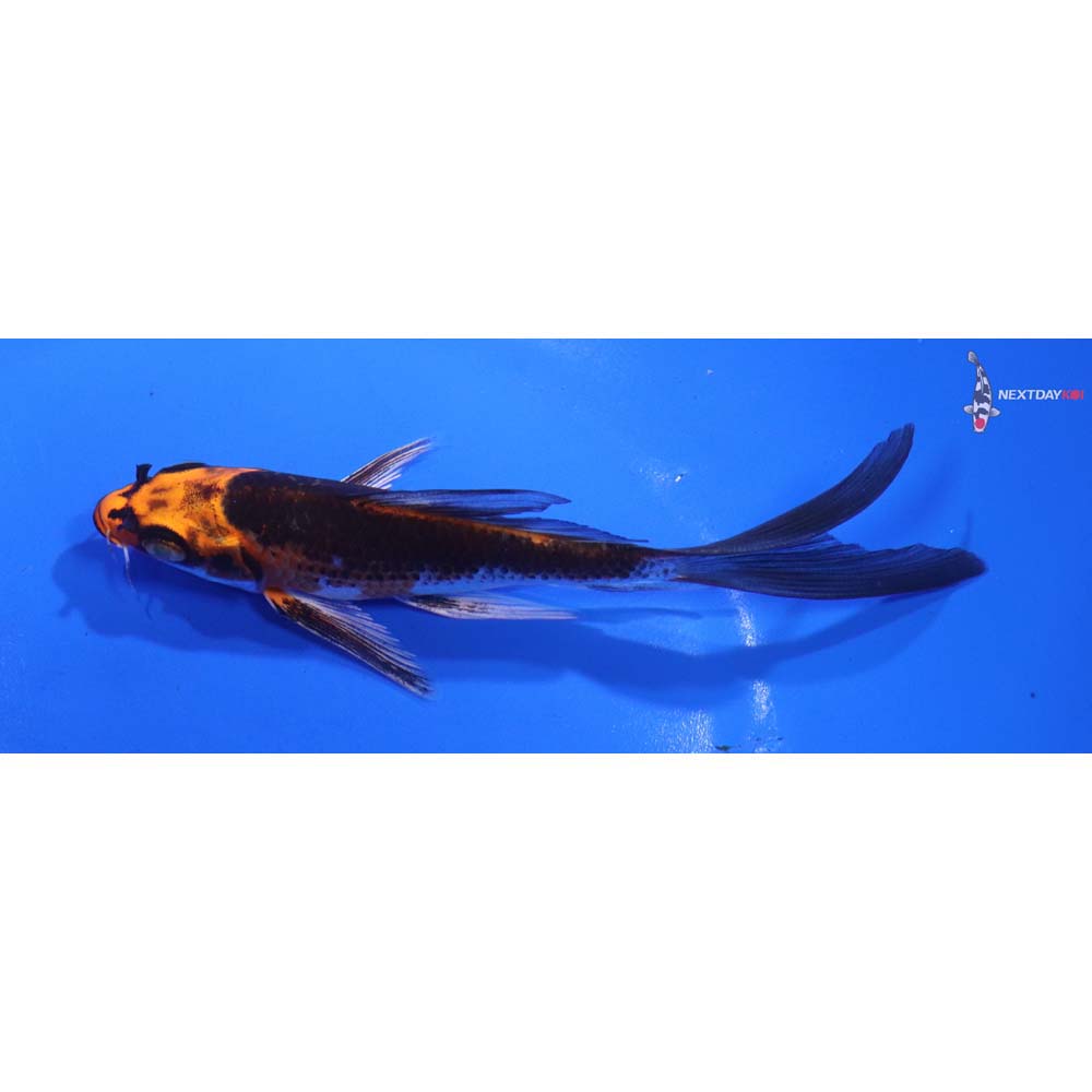 5” Imported Kujaku Butterfly Koi