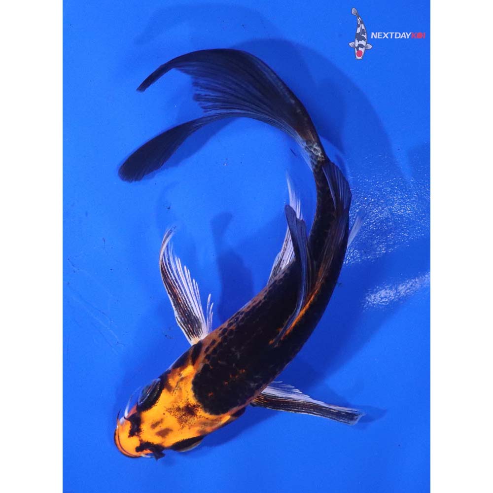 5” Imported Kujaku Butterfly Koi