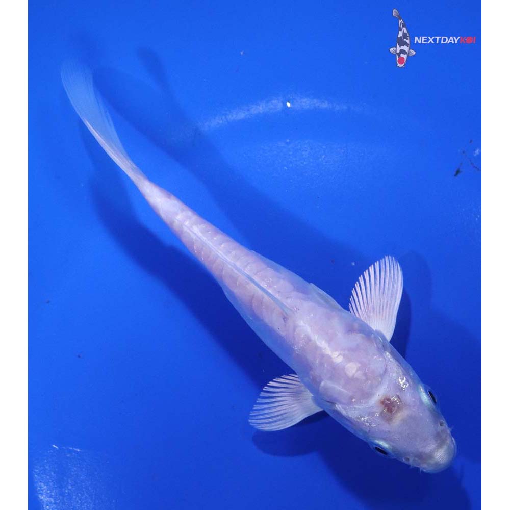 5” Imported Doitsu Platinum Ogon