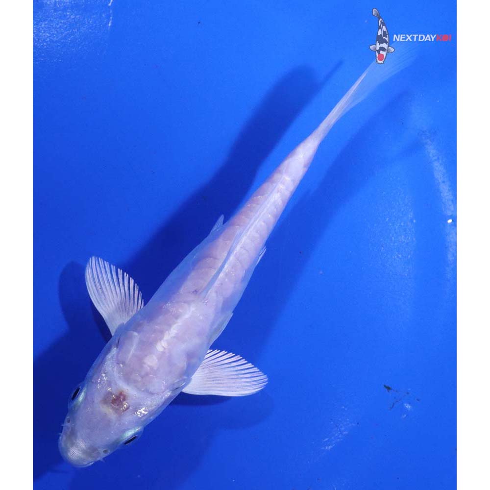 5” Imported Doitsu Platinum Ogon