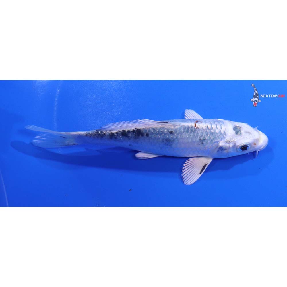 5” Imported Yamato Nishiki