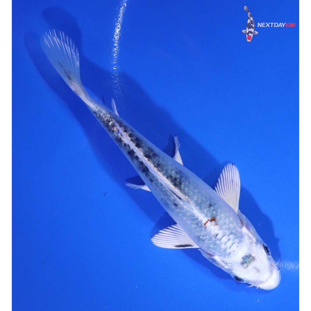 5” Imported Yamato Nishiki