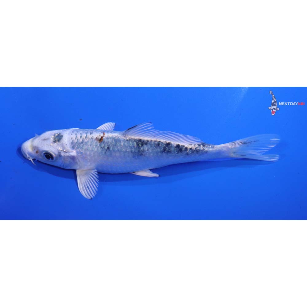 5” Imported Yamato Nishiki