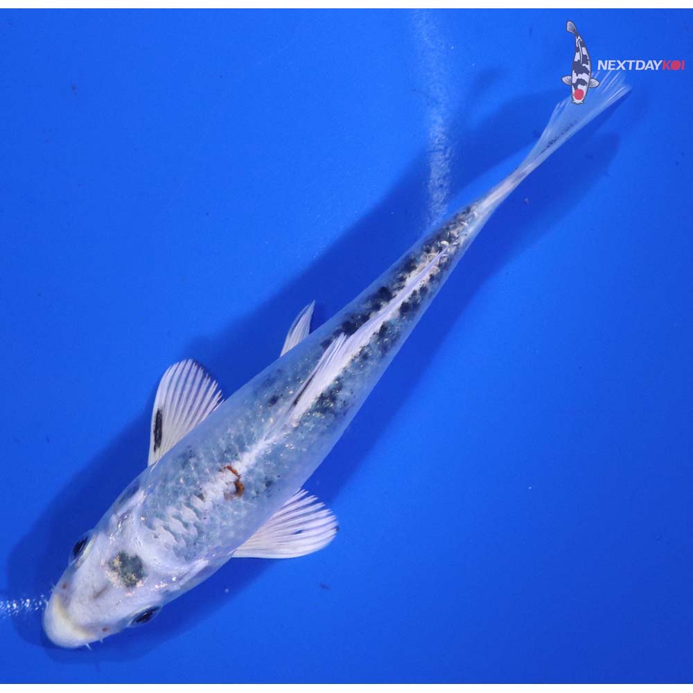 5” Imported Yamato Nishiki