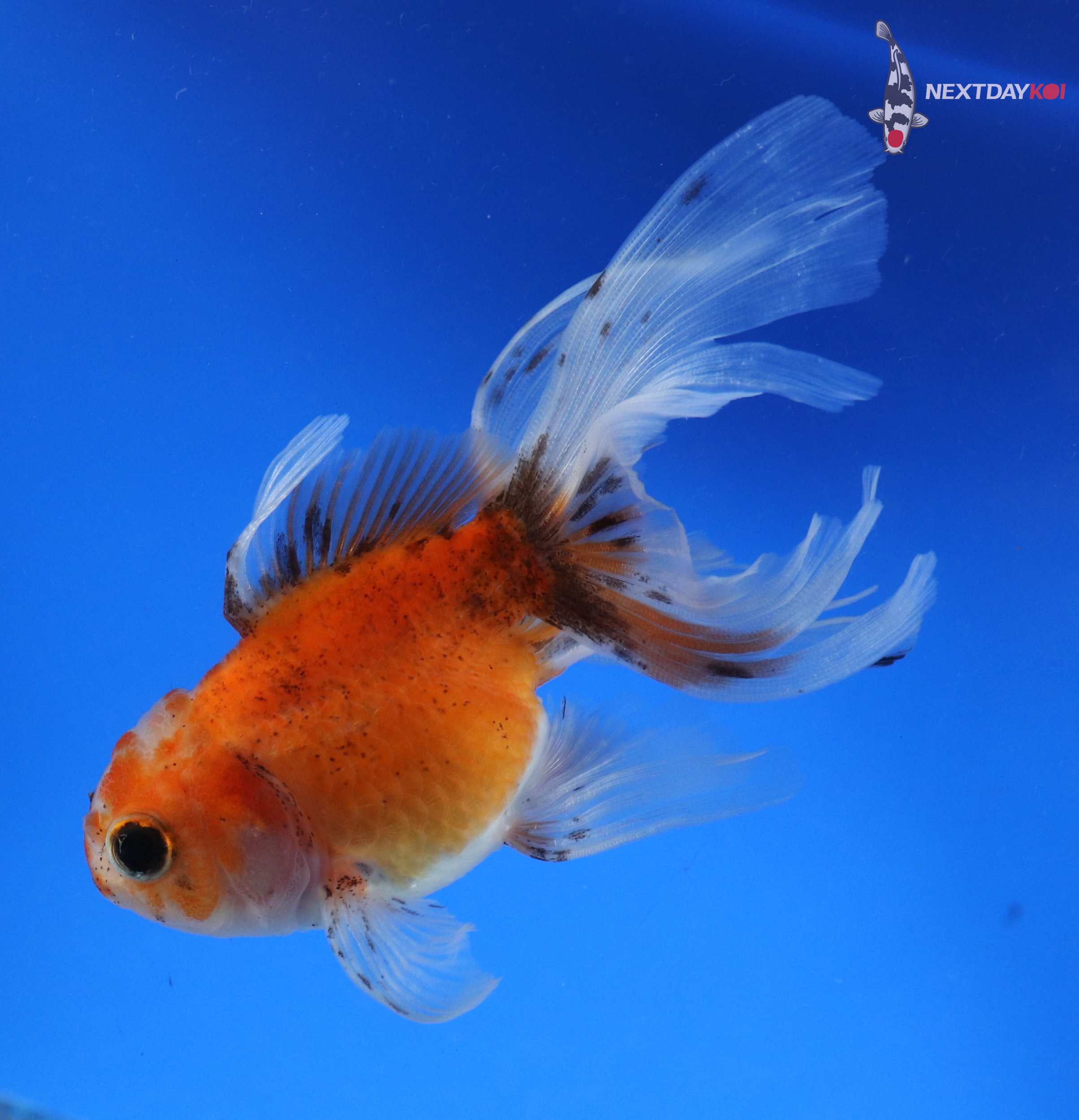 4” Imported Calico Oranda