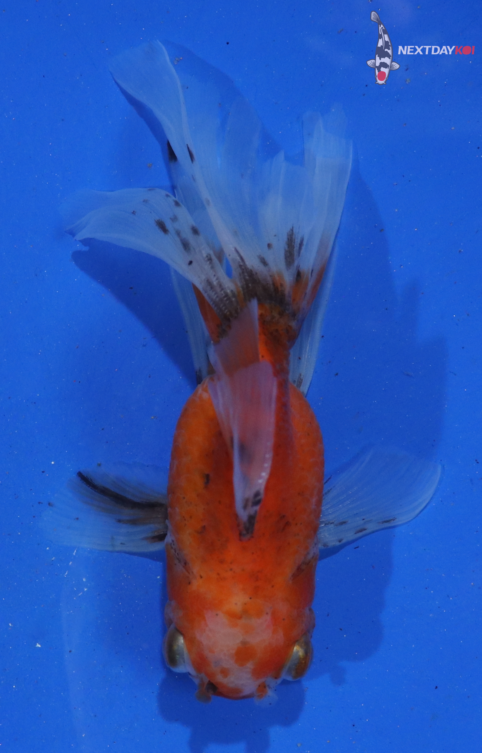 4” Imported Calico Oranda