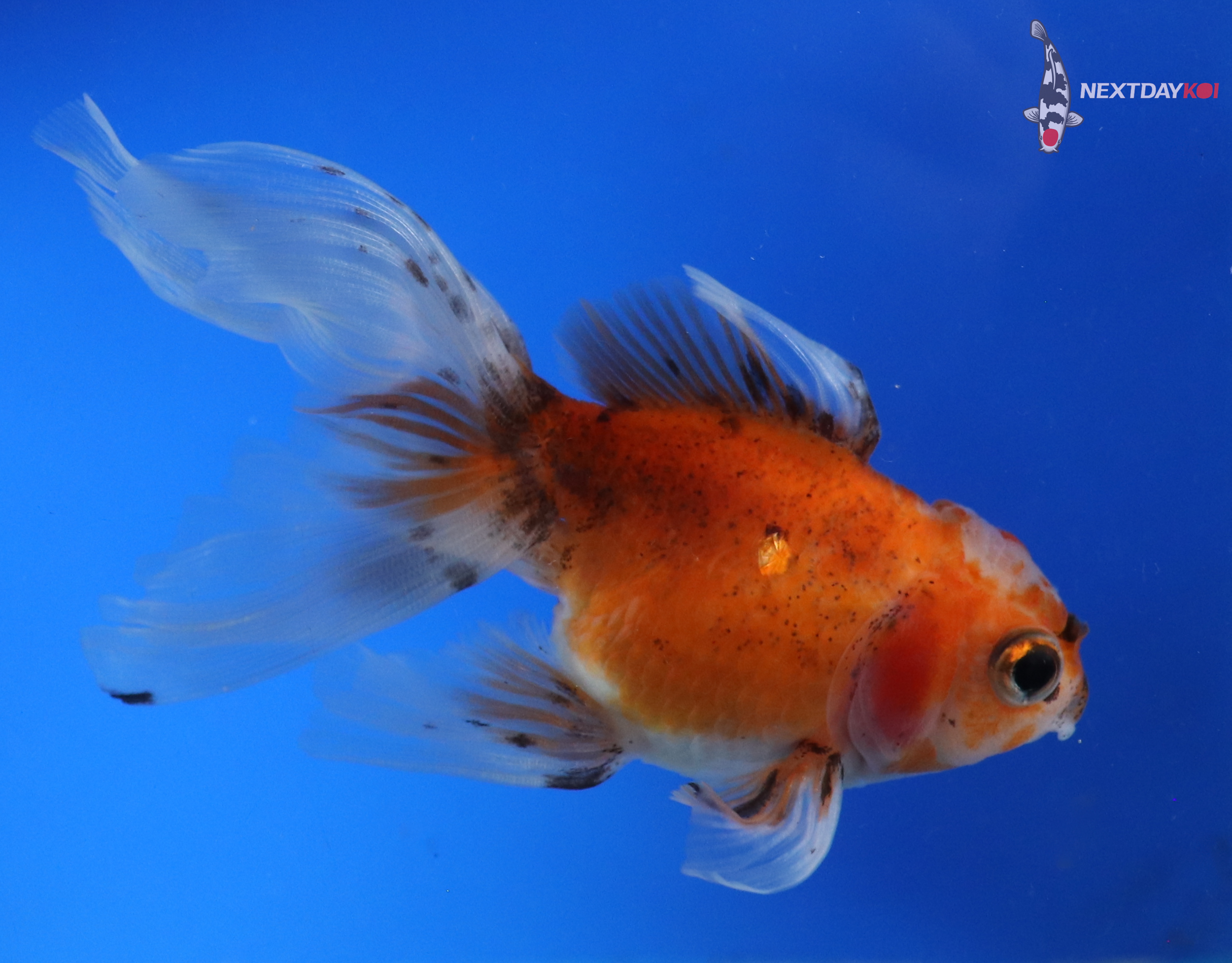 4” Imported Calico Oranda