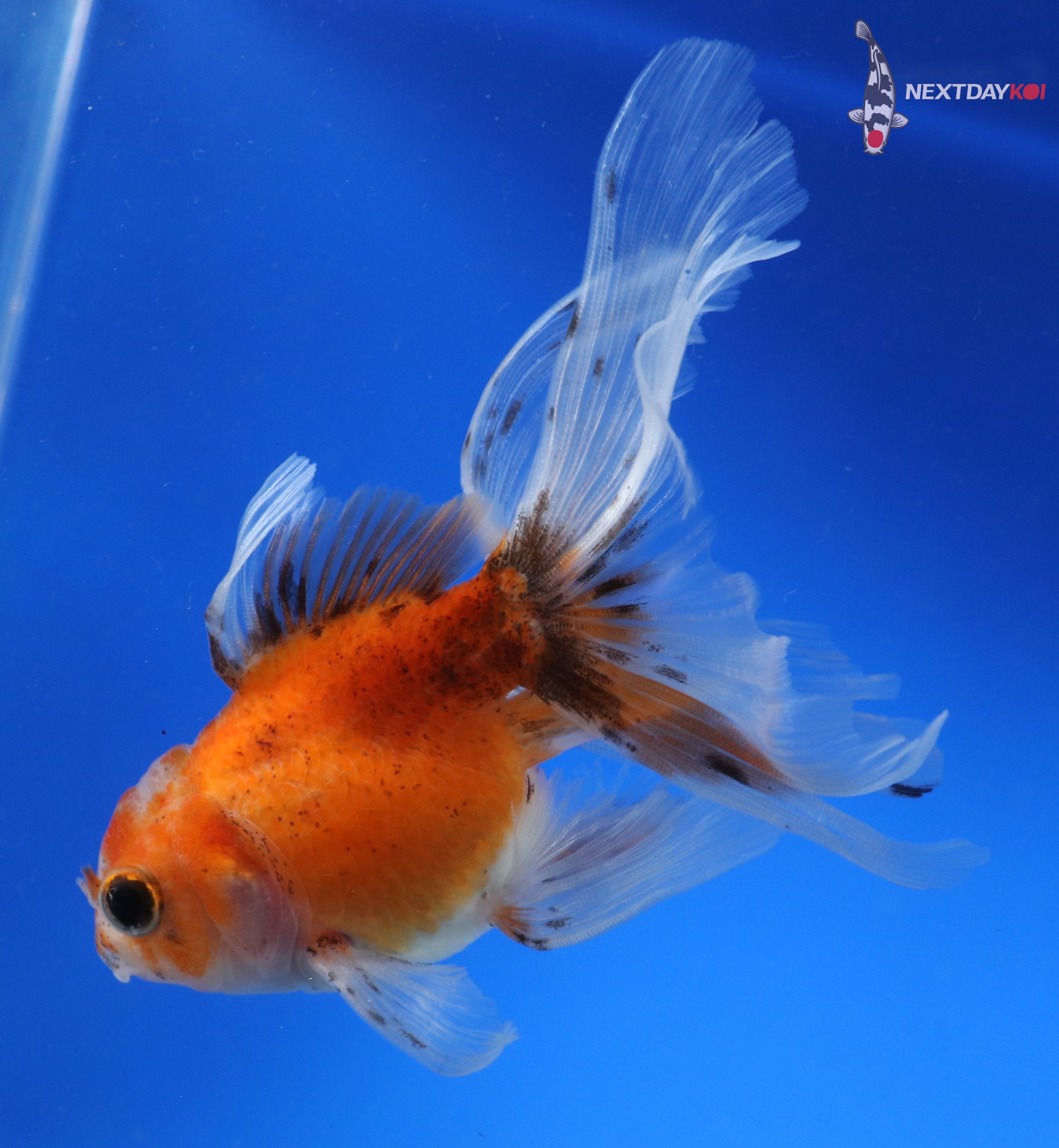 4” Imported Calico Oranda