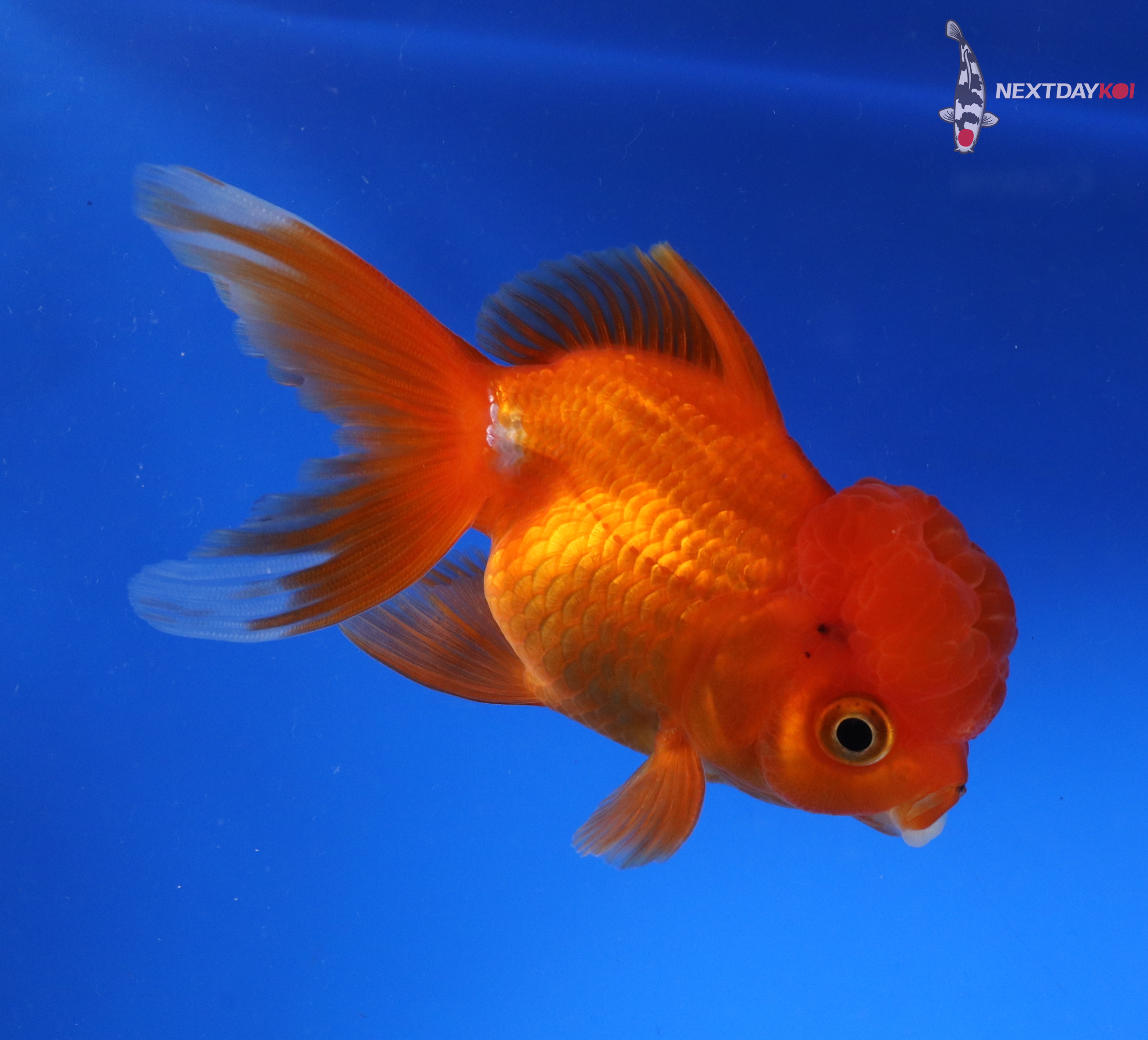 4” Imported Red and White Oranda