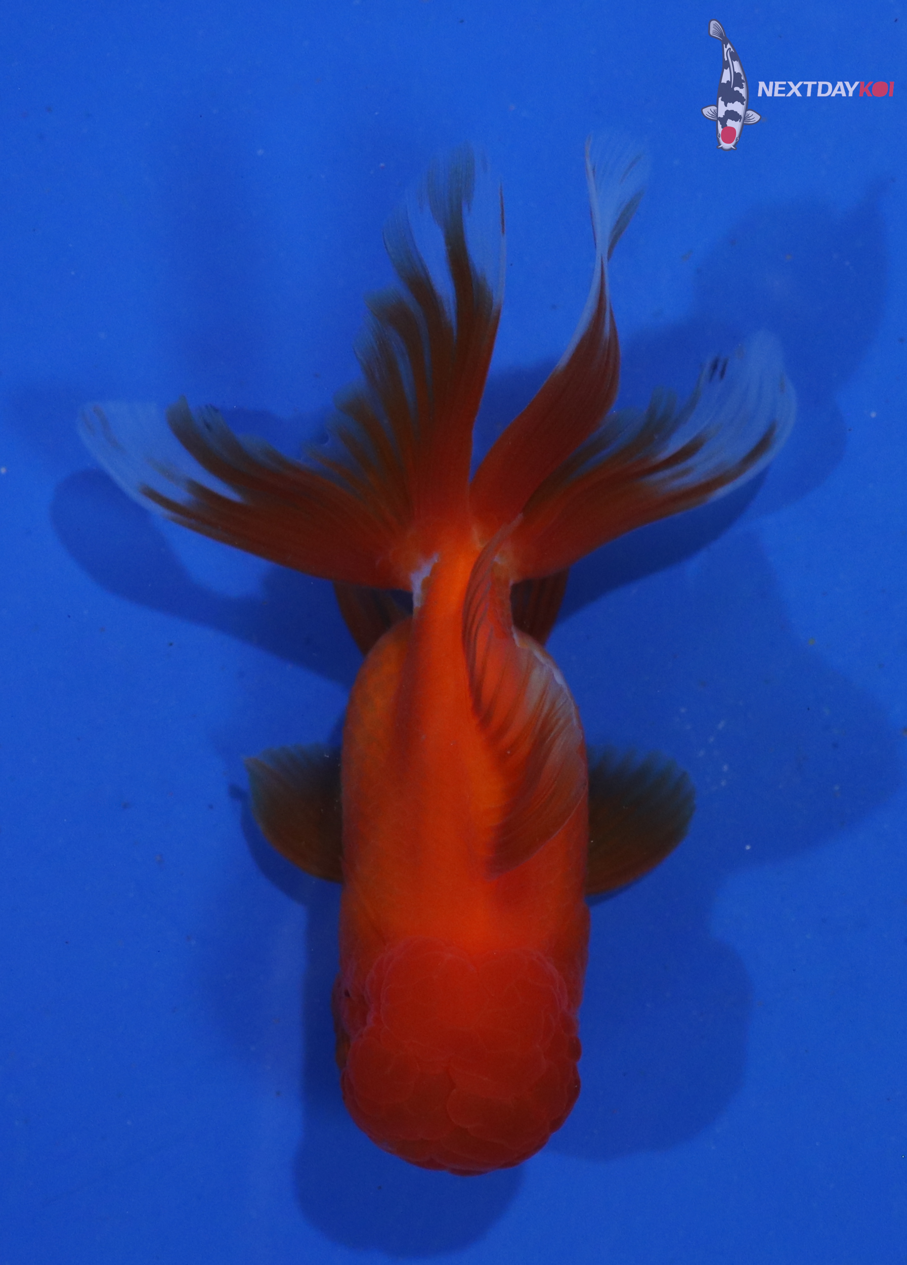 4” Imported Red and White Oranda