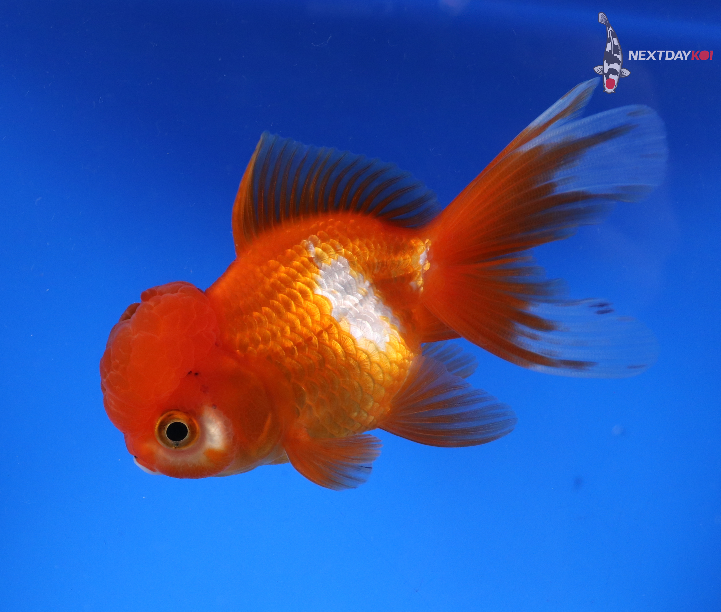 4” Imported Red and White Oranda