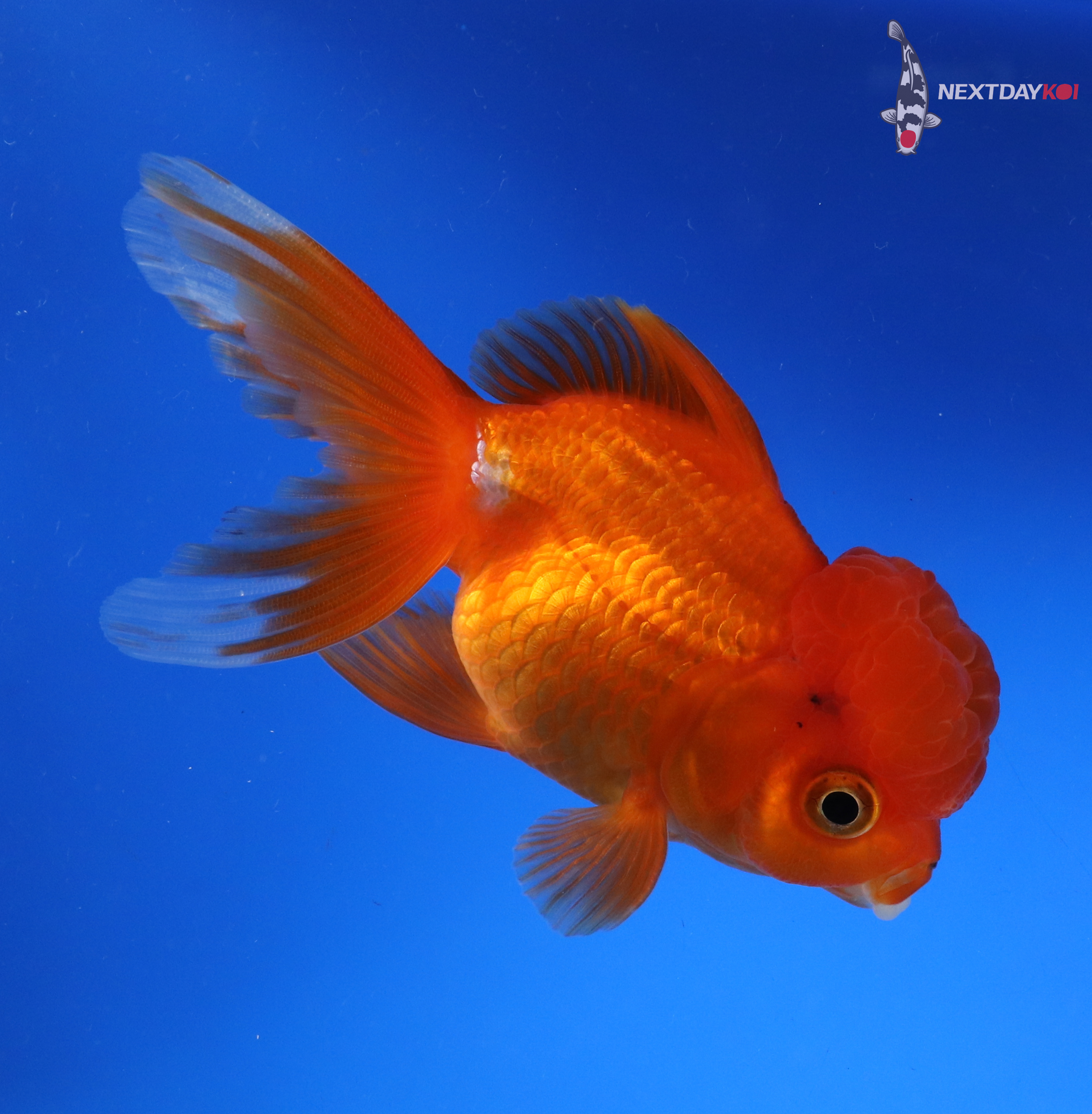 4” Imported Red and White Oranda