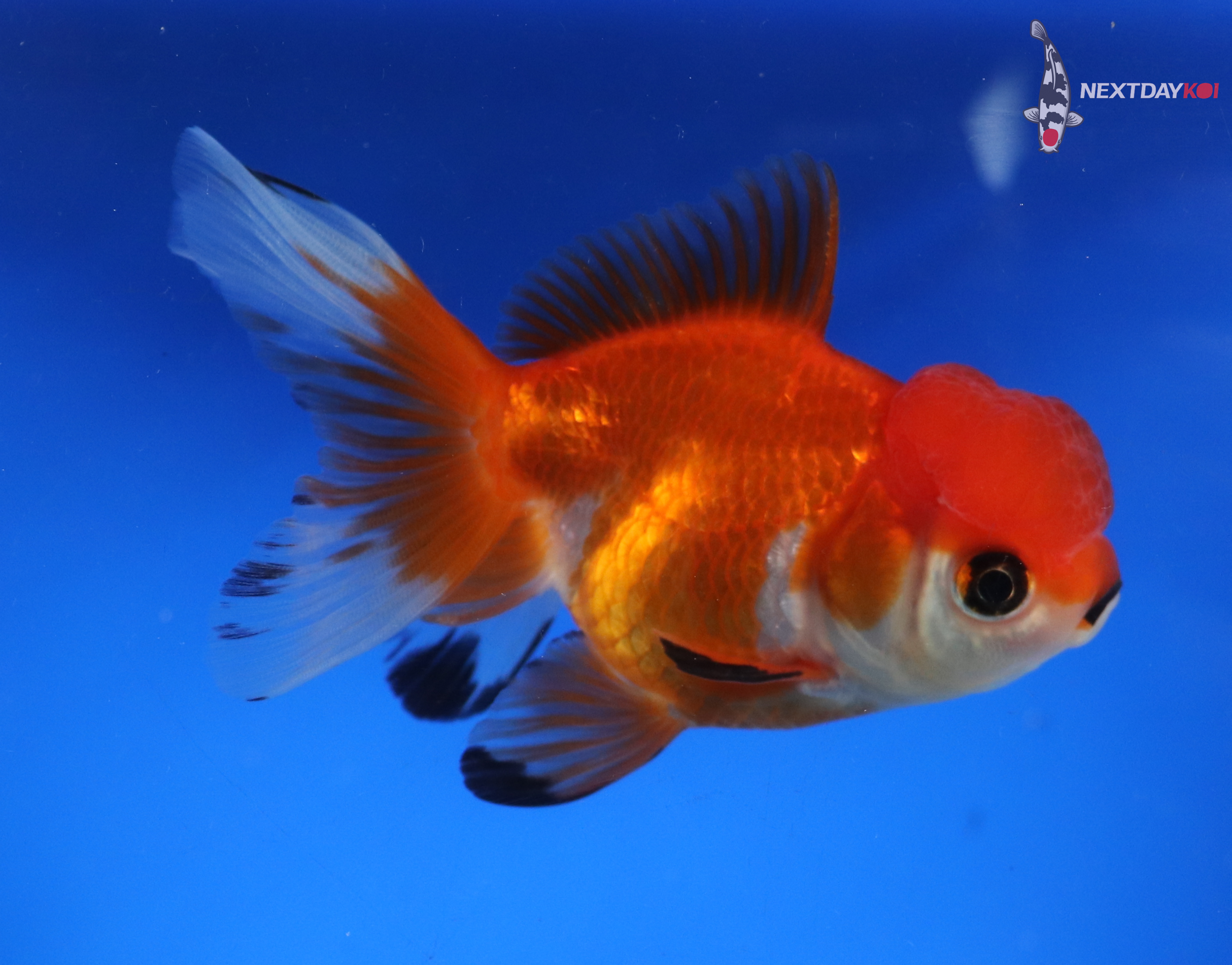 3.5” Imported Red and White Oranda