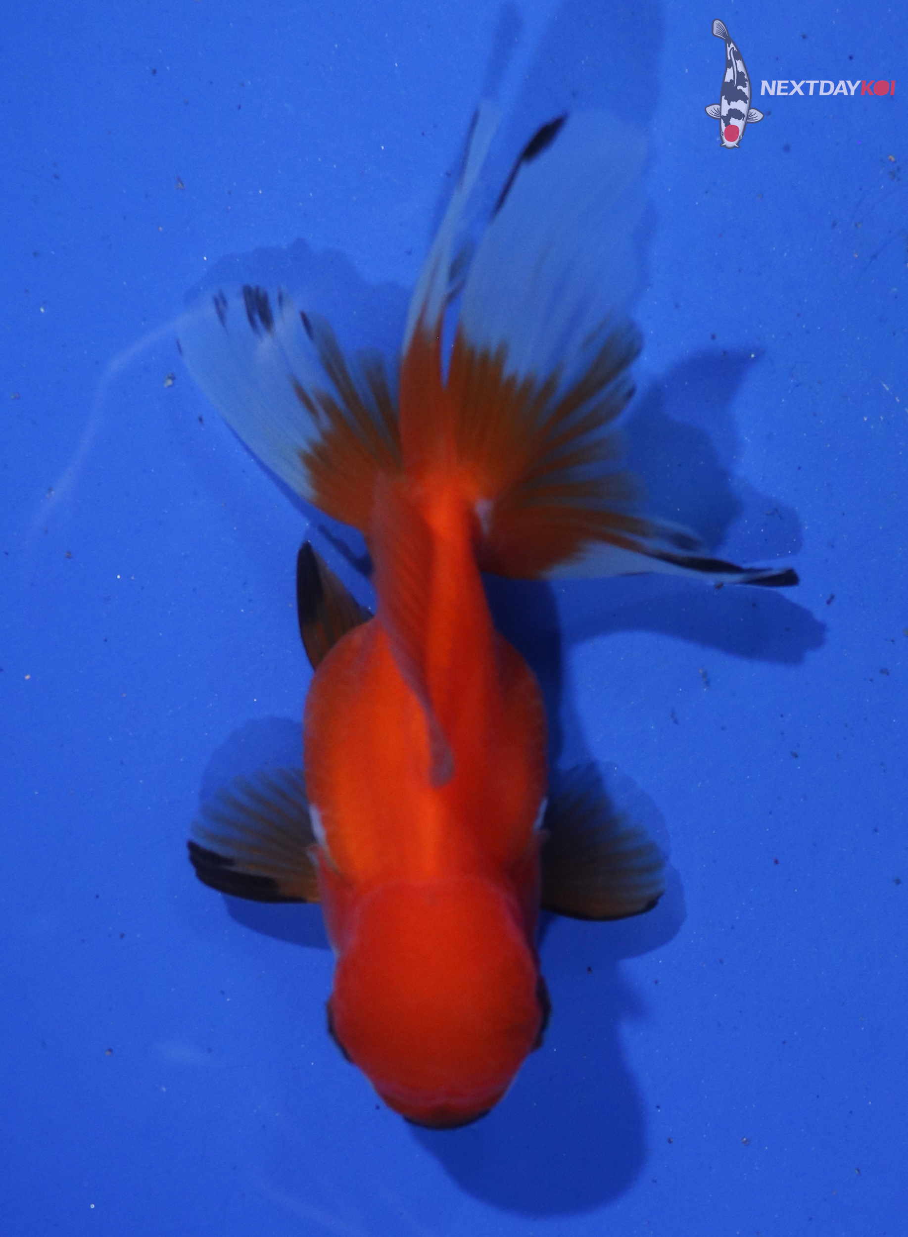 3.5” Imported Red and White Oranda