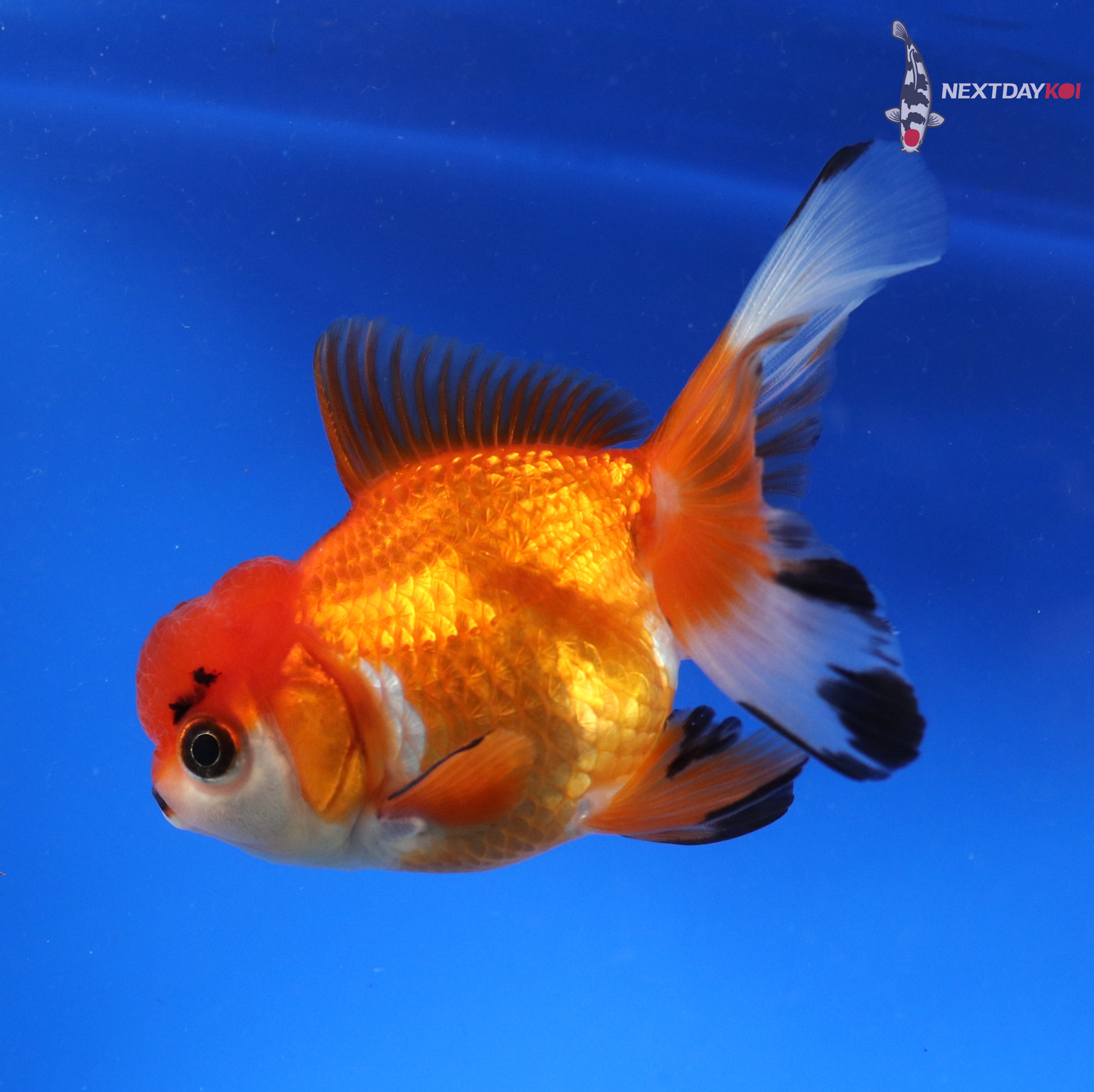3.5” Imported Red and White Oranda