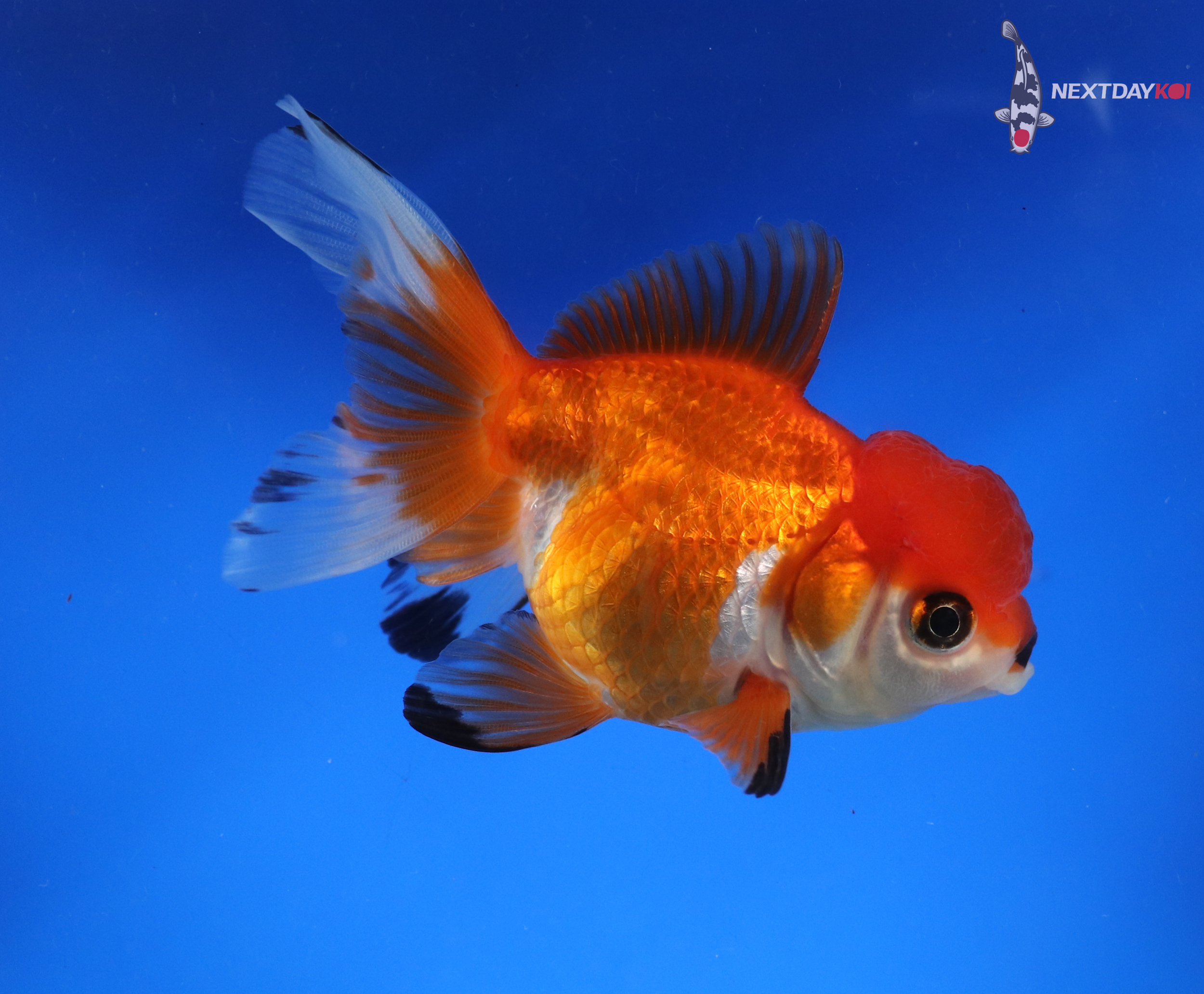 3.5” Imported Red and White Oranda