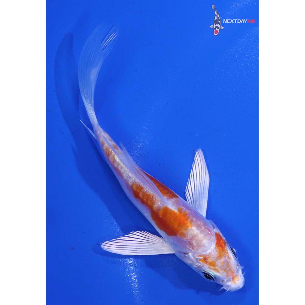 3.5” Imported Kikusui Butterfly Koi